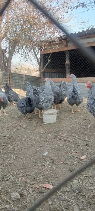 Амрокс германский ления қораздар