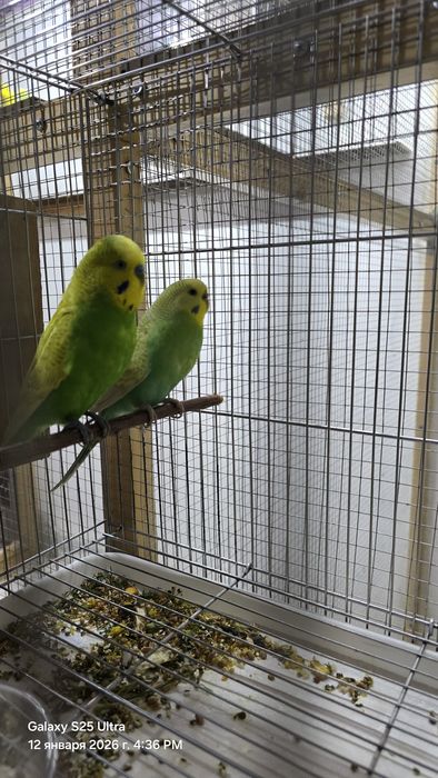 Продаётся радужный попугай