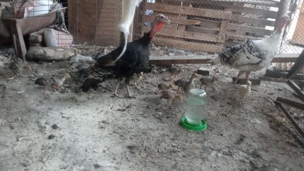 Kurka jõjalari va Onasi sotiladi narxlarni kelishamiz .