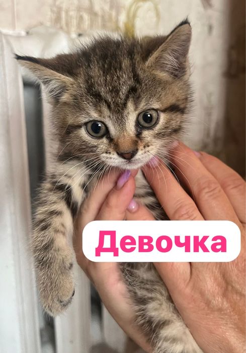 Дарю прекрасных котят