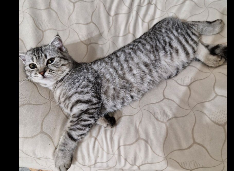 Кошка девочка Шымкент