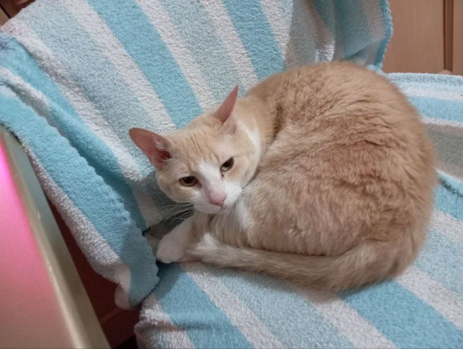 Отдам в хорошие руки