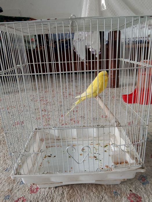 Сары попугай сатылады волнистый попугай продам 1000тг