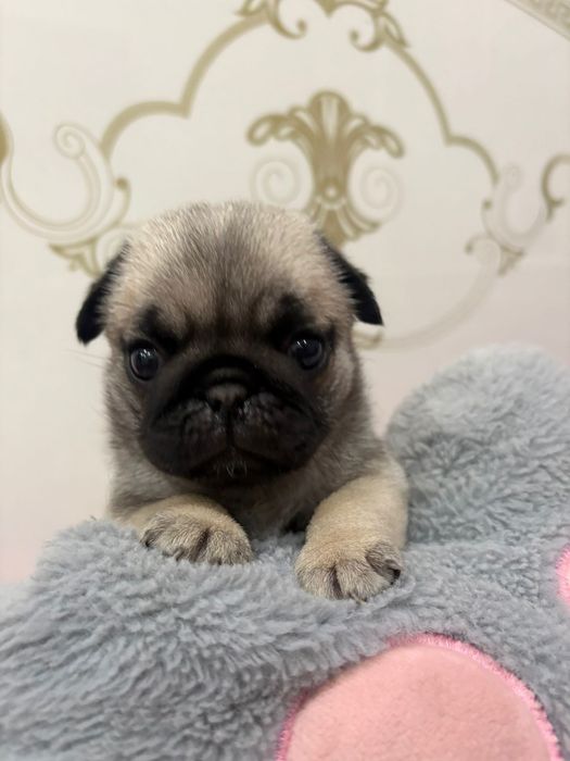 Собаки животные мопсы