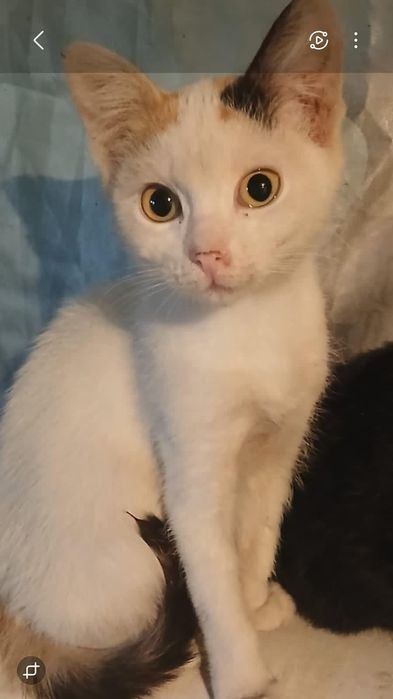 Котята  мальчики  и девочки 2 мес