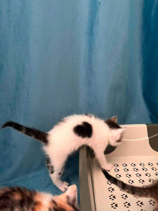 Отдадим котят в добрые руки!