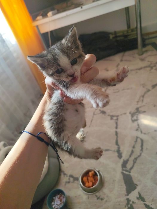 Отдам котенка в  хорошие руки бесплатно.