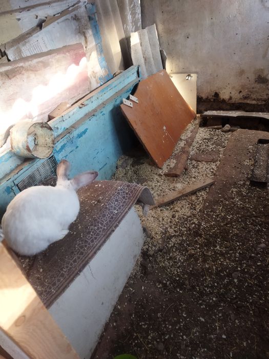 Аналық қояндар..