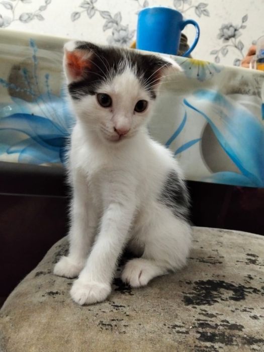 Котёнок вислоухий