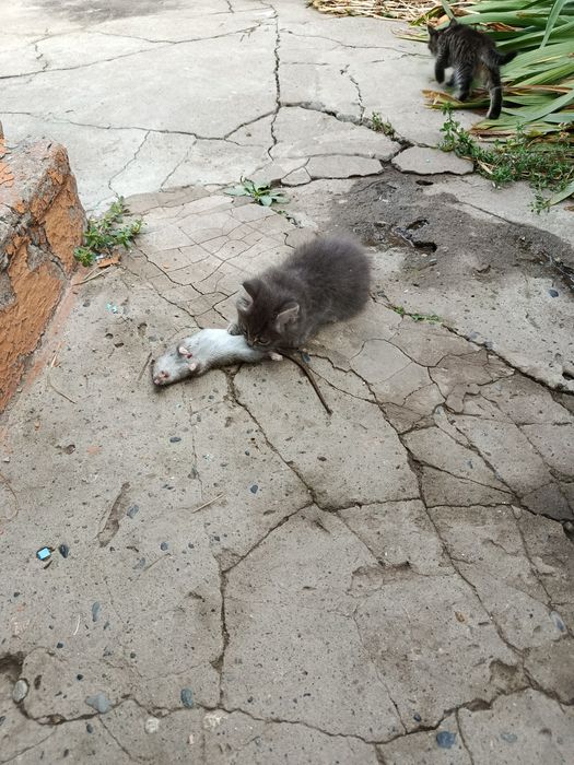Котята в добрые руки!