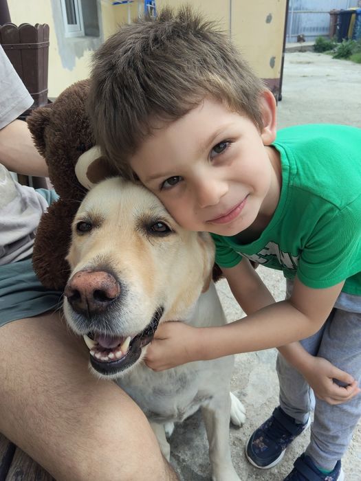 Donez csine labrador