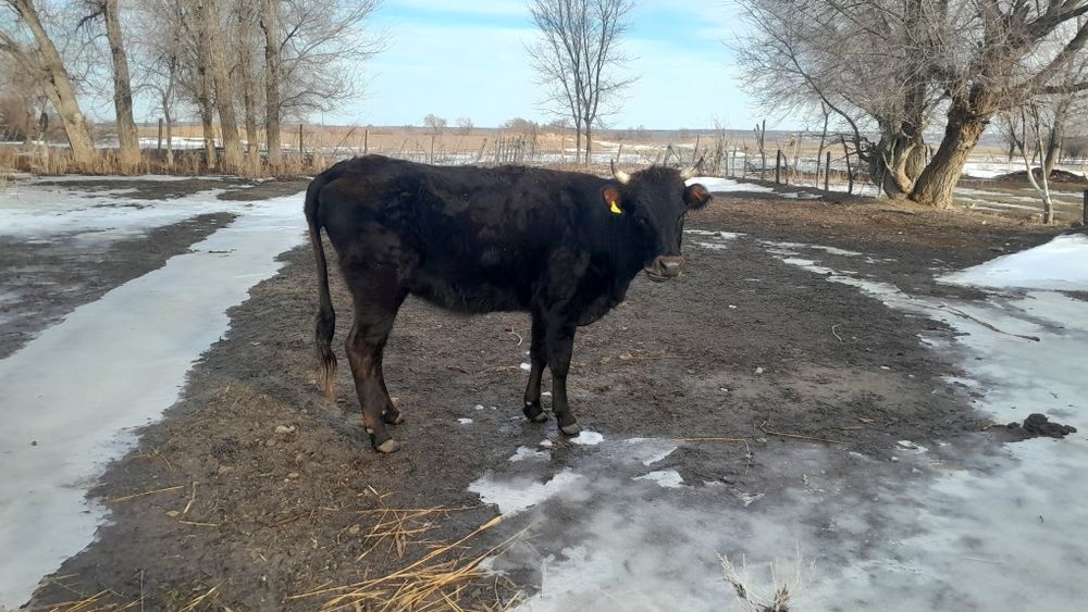 Құнажын сатылады