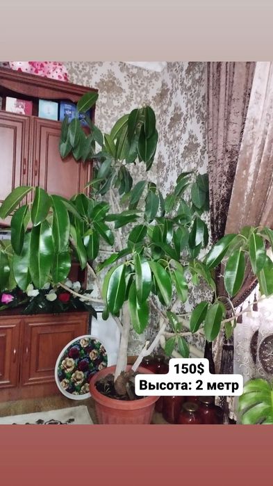 Продам большие декоративные цветы для офиса