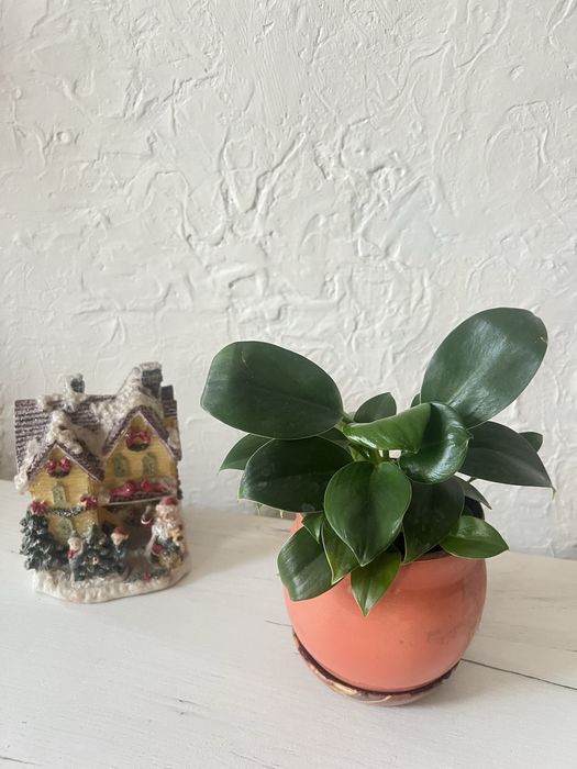 Пеперомию продам.