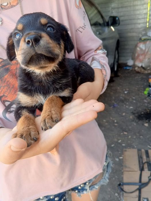 Продам щенят Ротвейлера