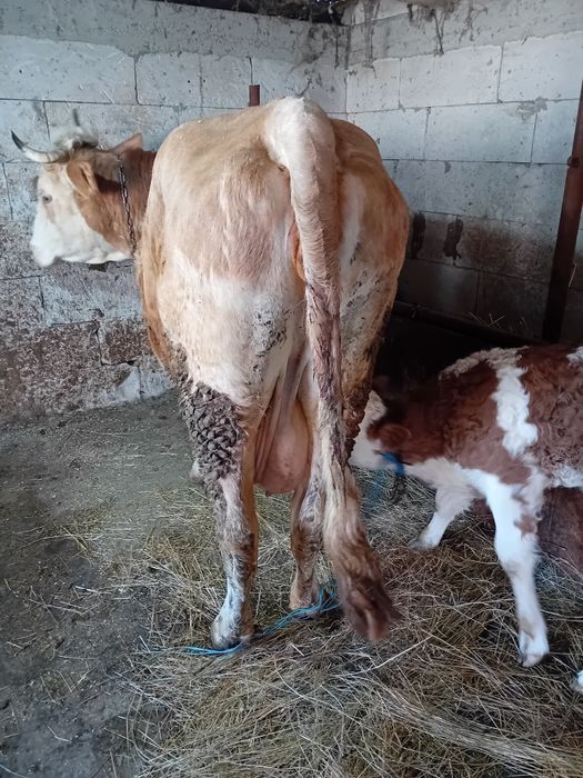 Vând vacă de 6 ani