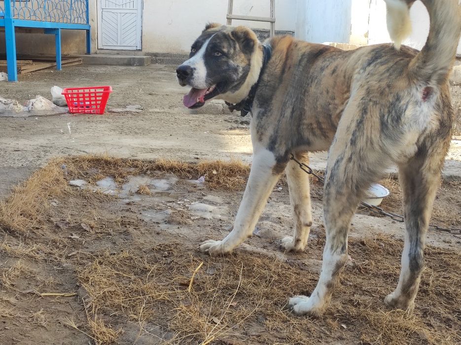 Алабай сатылады срочно