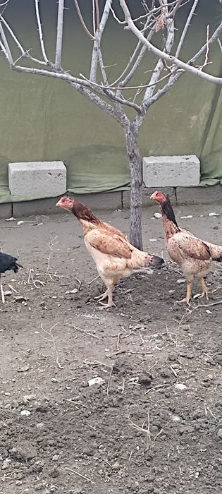 Дакан тухумлари сотилади