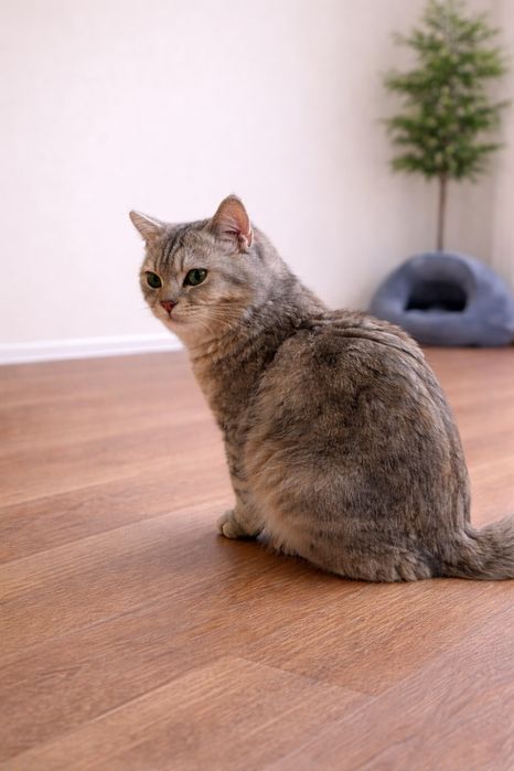 Золотой шиншилла тобби мальчик