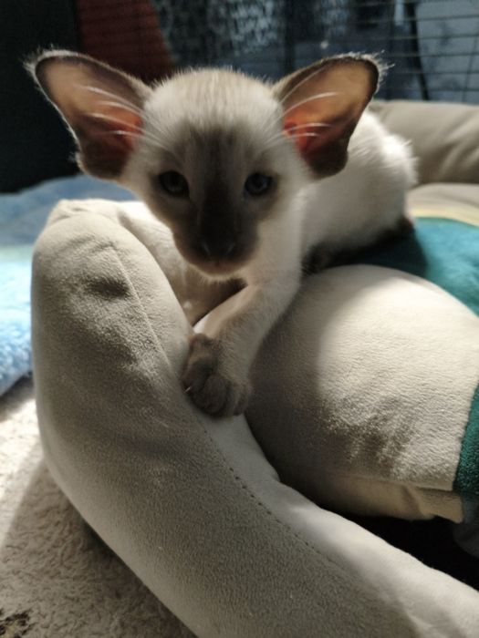 Ориентальные котята