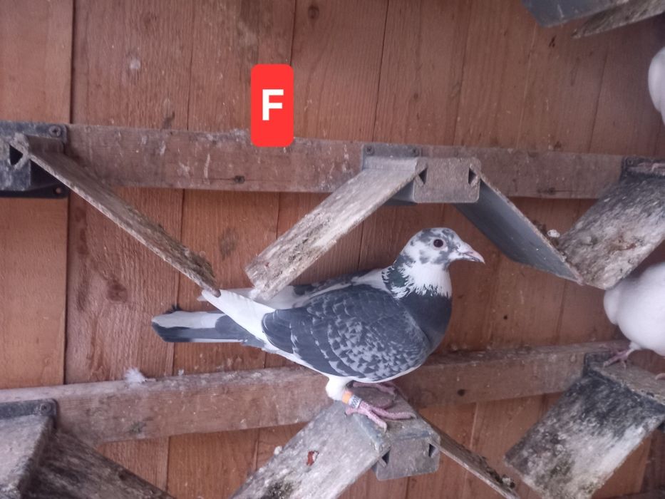 Porumbei voiajori sport