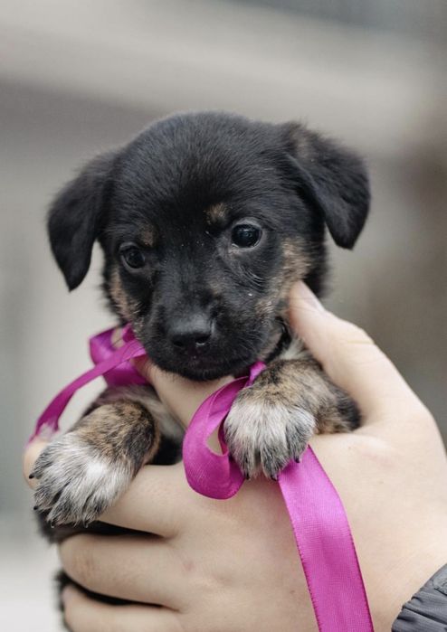 Малыши в добрые руки, возраст 2 месяца