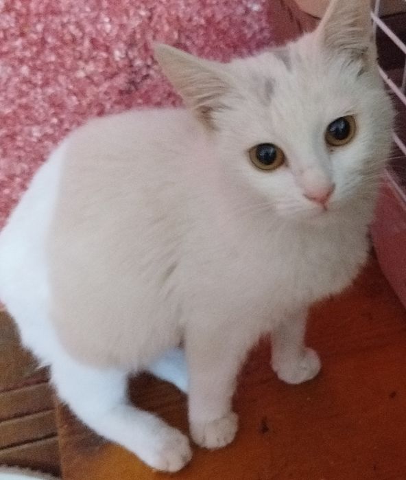 Бесплатно  кошки, коты. Котята подростки