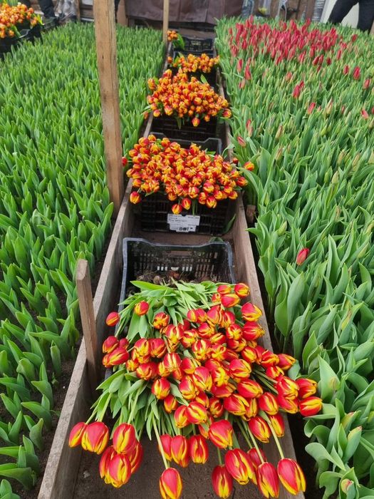 Тюльпаны тепличный Алматы