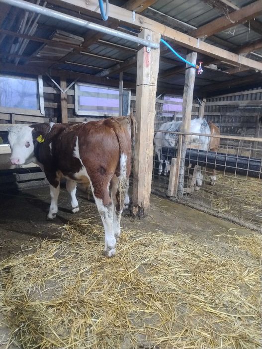 Vreau sa public de vânzare animale