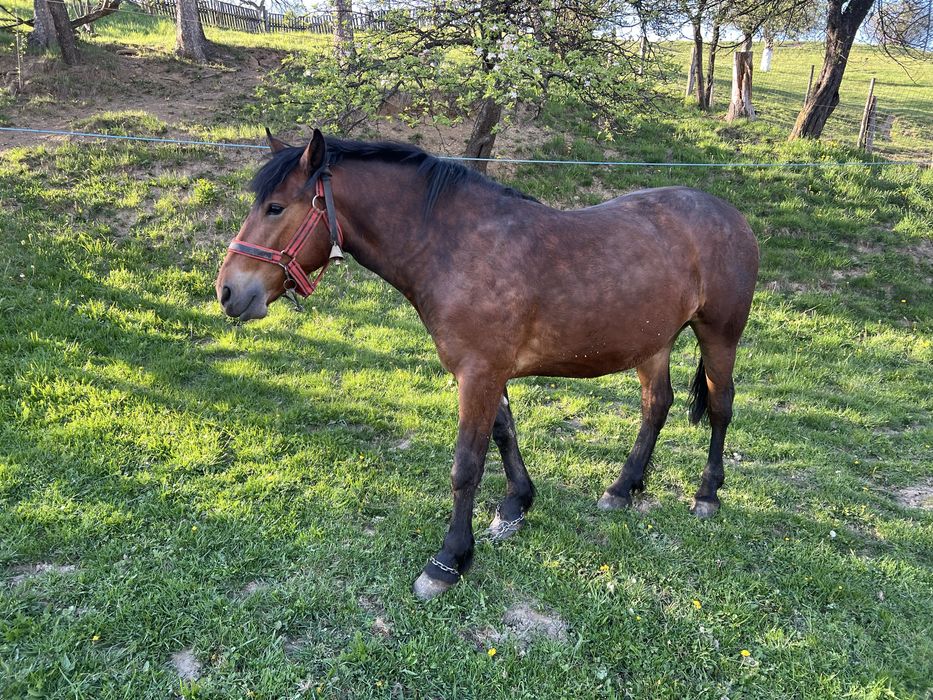 Cal(noatin) de vanzare