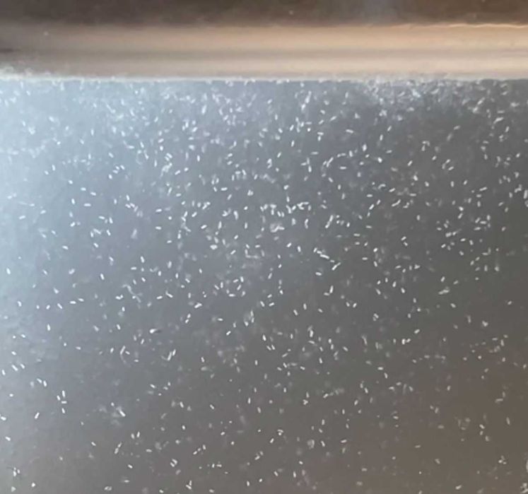 Creveti Blue Dream (Neocaridina davidi) / Melci asasini / Hrana vie