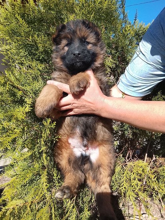 Щенки немецкой овчарки