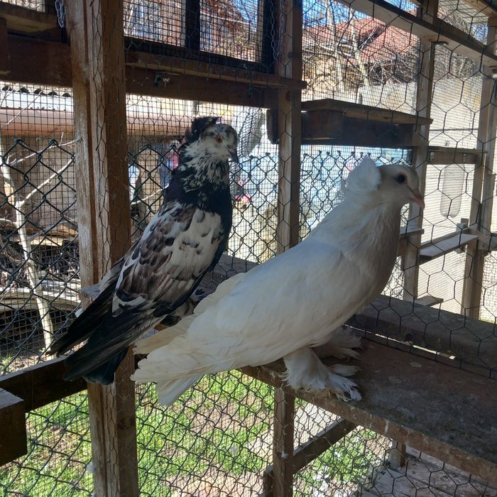 Porumbei uriasi maghiari 1 pereche