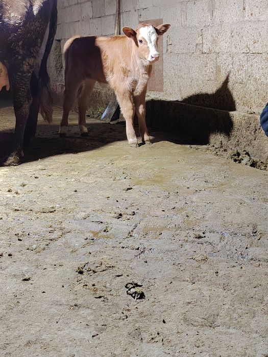 Тоза сментал сотилади