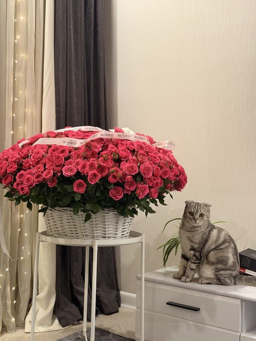 Шотландец вислоухий Кот