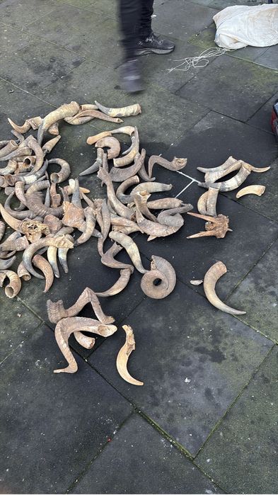 Vand coarne decorstive mostenite bunici pt traditii sau alte spectacol