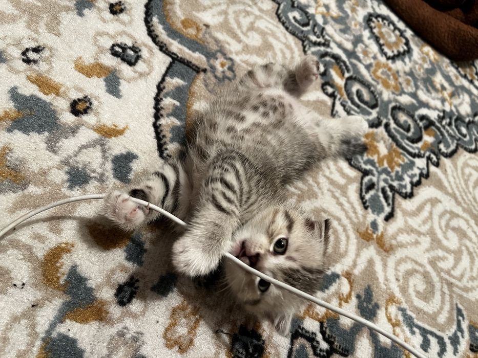 Котенок вислаухий шотланский