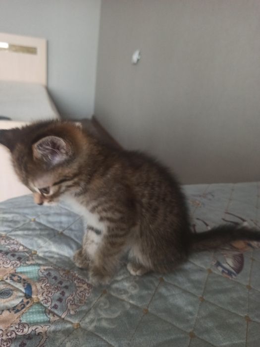 Отдам котенка в добрые руки