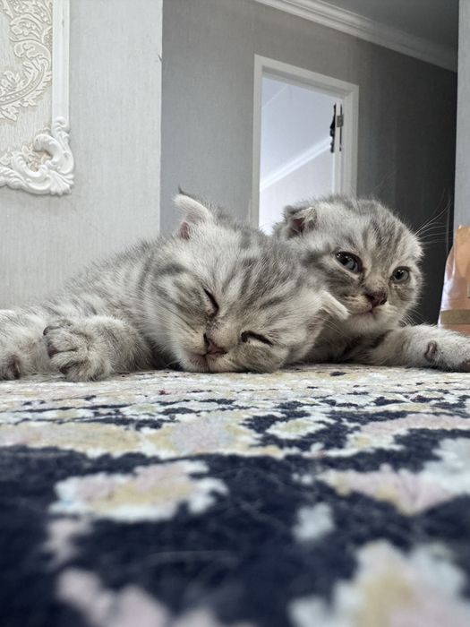 Вислоухие котята 1,5 мес