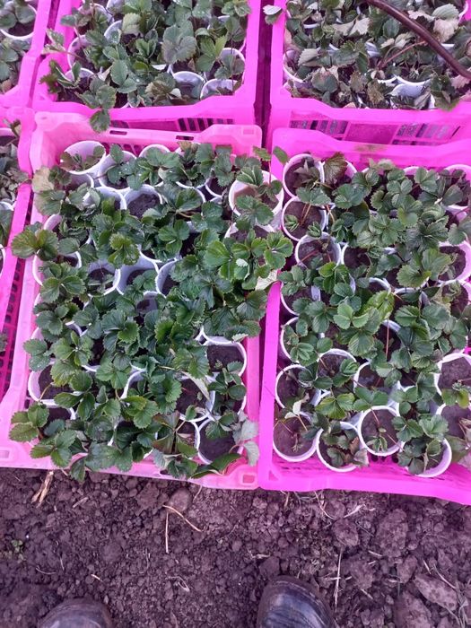 Рассада клубники