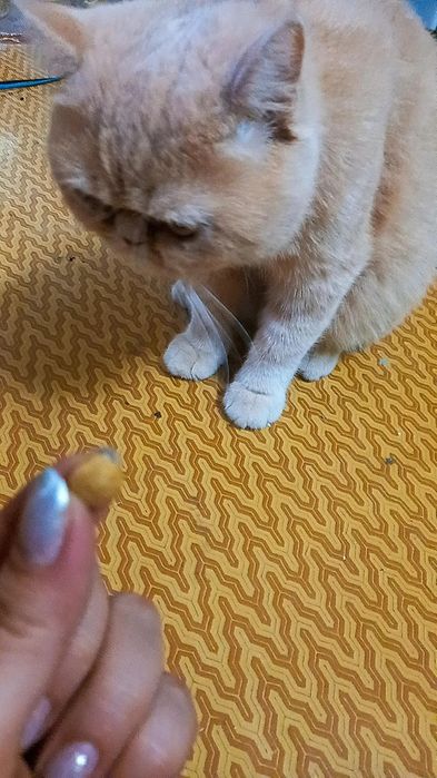 Продаётся Кот Лёня