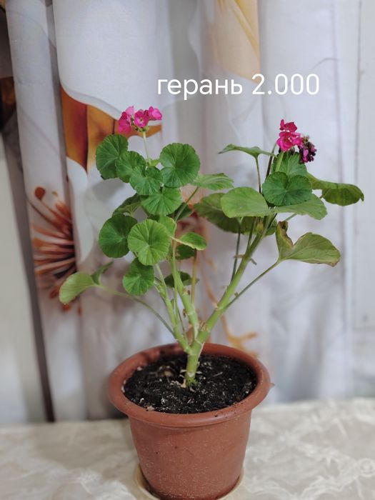 Продаются домашние цветы
