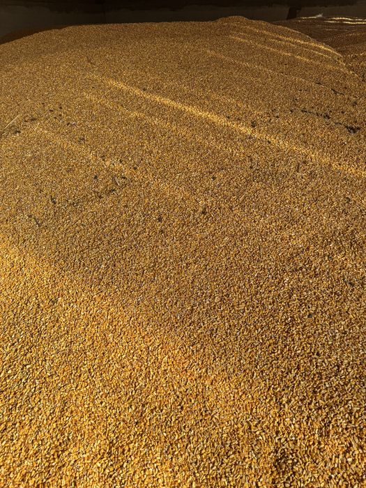 Vand porumb boabe  1leu /kg