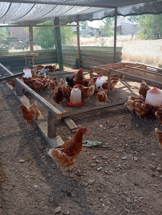 Куры  продам петух