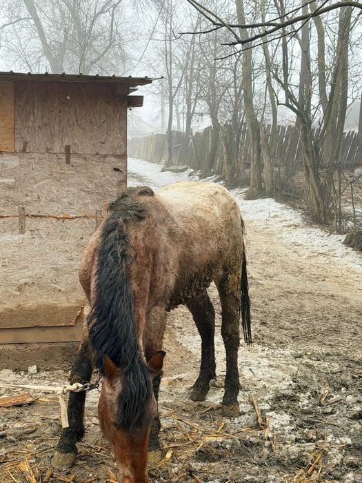 Vând doi mânji harmasari