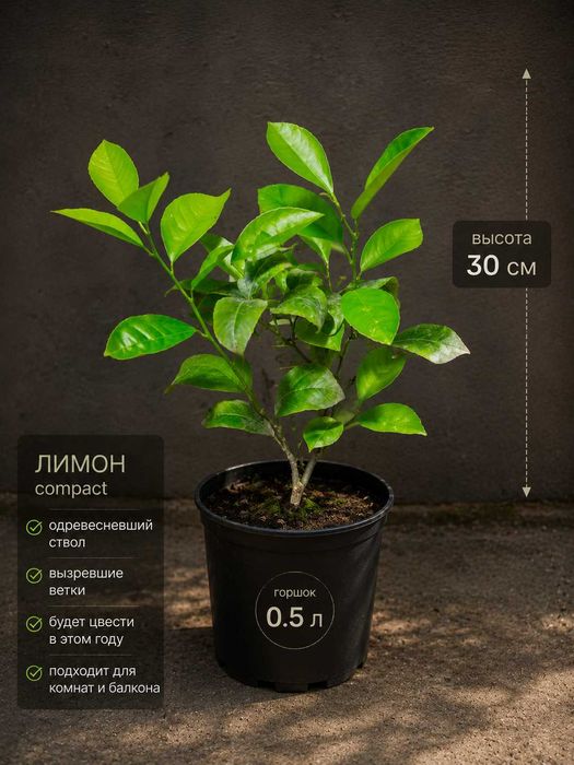 Лимон Мейер — ароматный и красивый плод в вашем доме