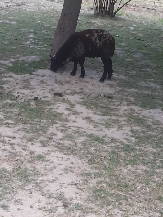 Vand miei pătată olandeză+ texel