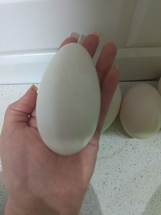 Продам Гусиные яйца