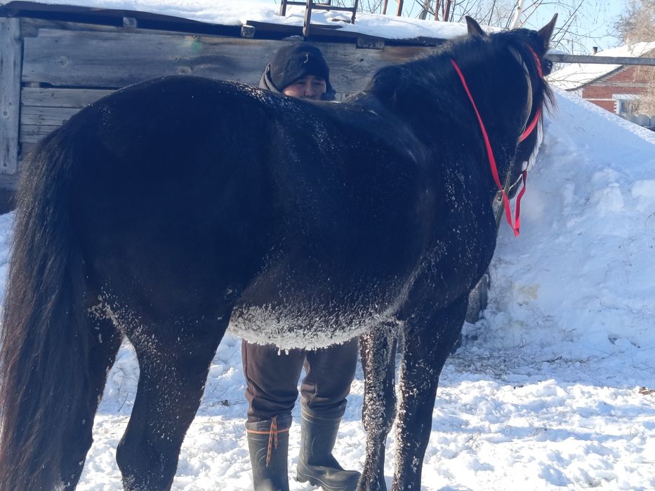 Животные сельхоз