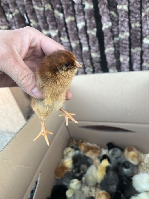 Puișori de Rasă 6/7 zile